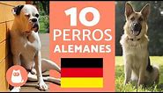 Razas de perros alemanes - TOP 10 más populares