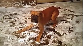 Boxer Dogs are Awesome