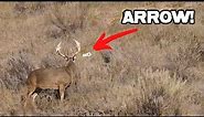 18 pt Buck Public Land Bow Hunting from the Ground | EPIC!!