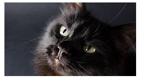 Purr-fect Black Cat Names for Your New Feline Friend