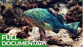 Changing Seas - Our Oceans in Peril | Full Season | Free Documentary Nature