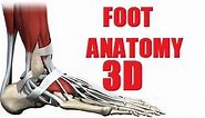 Foot Muscles Anatomy part 2/2