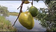 Pond Apple Fruits In South Florida