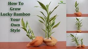 How to Grow Lucky Bamboo Your Own Style | Lucky Bamboo Growing and Care Tips(subtitle)//Green plants