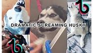 Tik Tok - Dramatic Husky Screaming compilation (2021)