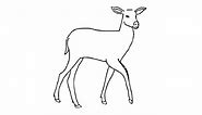 How to draw easy white tailed deer drawing by kids step by step