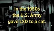 LSD and Cats | Retro Report Mini Doc