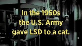 LSD and Cats | Retro Report Mini Doc