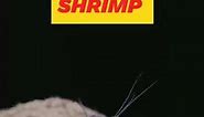 Shrimp heart in head? | shrimps secrets | shrimps body parts