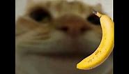 Banana Phone Cat meme