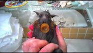 Cute baby flying-fox (bat) has a bath: this is Tapsalteerie