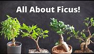 All You Need To Know About Ficus Bonsai Varieties