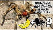 Brazilian Wandering Spider Facts: the BANANA SPIDER 🍌🕷️ Animal Fact Files
