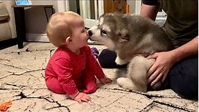 Adorable Puppy Meets Baby And Its Love At First Sight! The Best Years Of Their Lives (Cutest Ever!!)