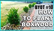 DIY Boxwood Appeal : HOW TO PLANT SHRUBS