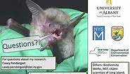 Northern Long-eared Bats - Casey Pendergast