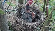 Sooty-headed bulbul bird Feed the baby in the nest well