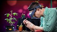 Electrical experiments with plants that count and communicate | Greg Gage