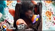 A Day in the Life of a Rescued Flying Fox | The Dodo Wild Hearts