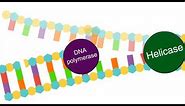 Enzymes in DNA replication