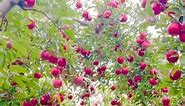 A beautiful Apple Orchard 🍎🍎 ( Barthel Fruit Farm,Wisconsin,USA ). #barthelfruitfarm #naturephotography #naturelover #apple #picking #orchard #usa #picking #chicago #fun #love #viral #reels #instagram #reelsinstagram #iphonephotography #hiking #fall #winter #wisconsin #bd #bdcommunity | It’s Amirah’s Diary