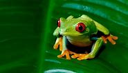 Why Tree Frogs Change Color And What It Means?