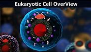 Eukaryotic Cell Brief View | Structure And Function (Urdu/Hindi)
