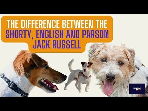 The Difference Between A Shorty English And Parson Jack Russell