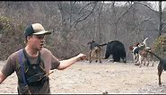 THREE BIG BEAR in ONE DAY - Bear Hunting with Hounds