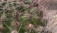 Cold hardy and drought tolerant "Fishhook Barrel Cactus"! Ferocactus wislizeni
