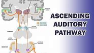 ASCENDING AUDITORY PATHWAY