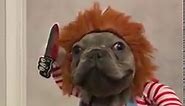 Video of dog dressed as 'Chucky' for Halloween goes viral