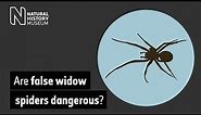 Are false widow spiders dangerous?