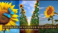 SUNFLOWER WALLPAPERS | AESTHETIC WALLPAPERS 🌻💕