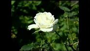 Biela ruža rozkvitala (Maroš Iskra)