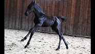 10 days old Friesian horse filly Jildou at the inside arena, so cute.....