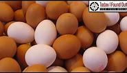 What's the Difference Between Brown Eggs and White Eggs?