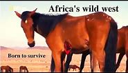 Namib Desert Horse | Africa wild west | Born to survive | Wild Horse | Desert of Namibia