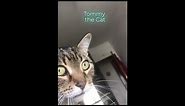 Cat says meh 🤣 so funny