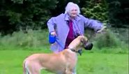 Grandma Gets Pulled By Dog (FUNNY)