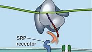 Post-translational modification | co translational translocation | Signal Recognition Particle SRP