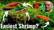 5 Best Freshwater Shrimp for Beginners? MY TOP 5 SHRIMP FOR BEGINNERS