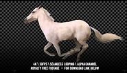 White horse runs gallop. Isolated and cyclic animation. Alpha channel.
