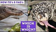 FAQ | What Is The Difference Between Monitor Lizards and Tegus?