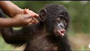 Preview: Bonobos