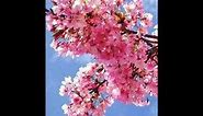 Cherry pink and apple blossom white-Eddie Calvert