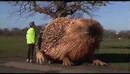 Dinsdale! Giant hedgehog starts appearing in London