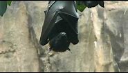 Stock Footage 2020 Fruit Bats Hanging
