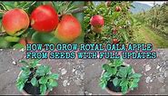 HOW TO GROW ROYAL GALA APPLE FROM SEEDS WITH FULL UPDATES