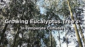 Growing Eucalyptus Tree's - Hardy Varieties, Growing Tips, Common Myths & More